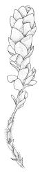 Pleurophascum ovalifolium, sterile shoot. Drawn from M.J.A. Simpson 8561, CHR 351331.
 Image: R.C. Wagstaff © Landcare Research 2015 